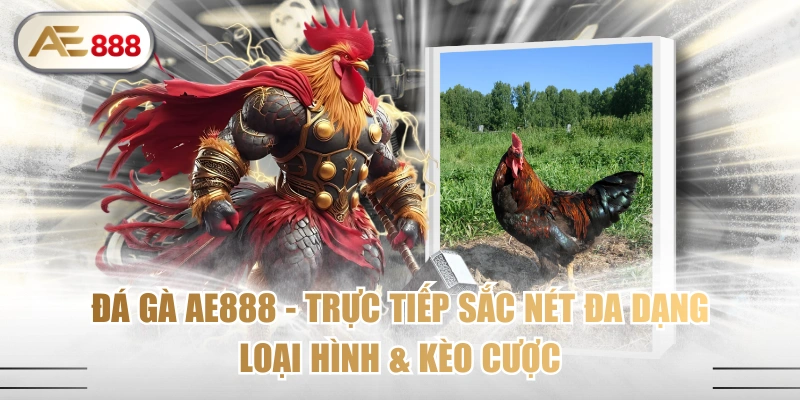 Đá Gà AE888 - Trực Tiếp Sắc Nét Đa Dạng Loại Hình & Kèo Cược