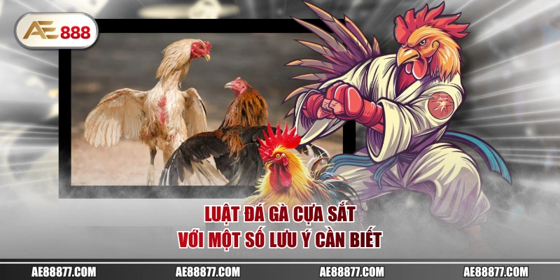 Luật đá gà cựa sắt với một số lưu ý cần biết