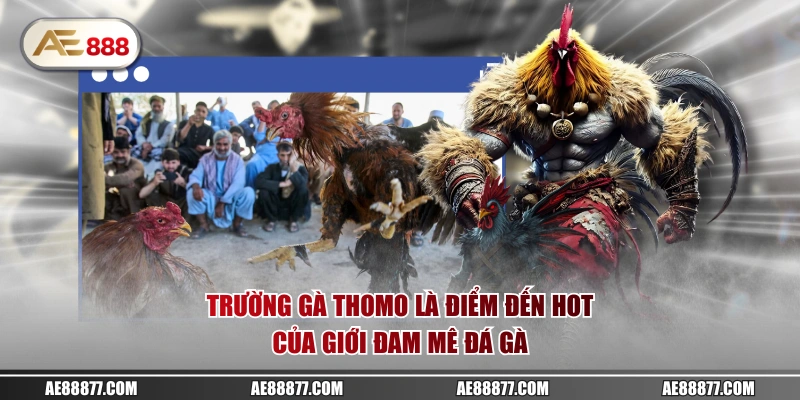 Trường gà Thomo là điểm đến hot của giới đam mê đá gà